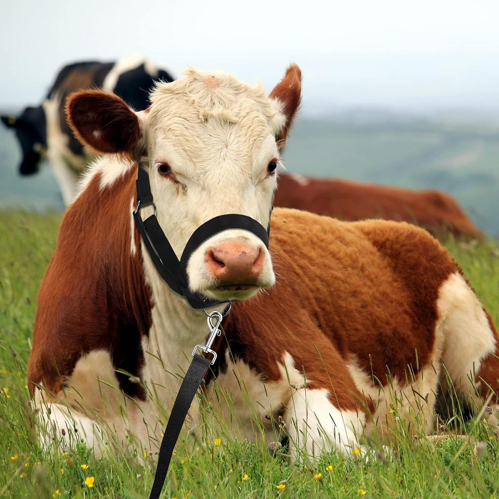 Cattle Halter Cattle Training  - огляд і ціна Heavy Equipment Yard
